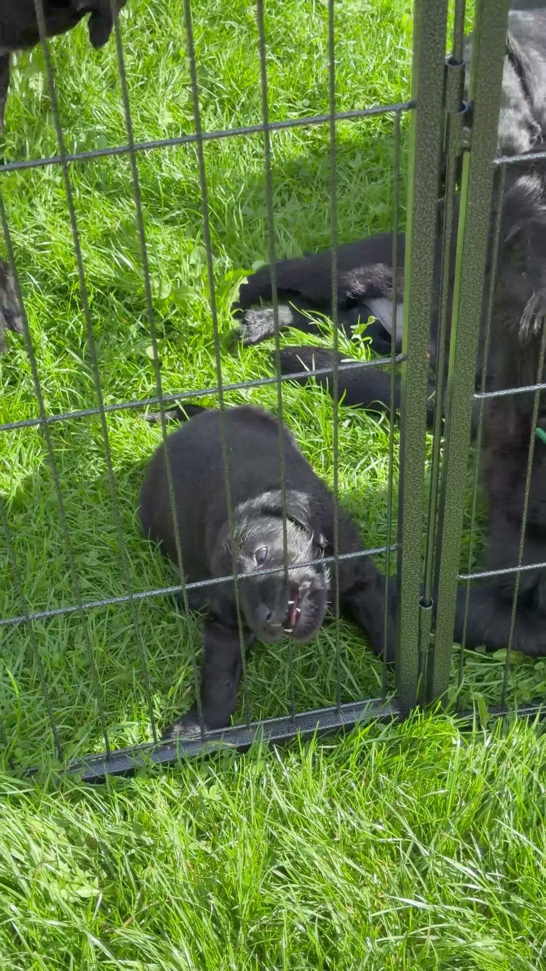 Flat coated Retriever dogs for sale: Flat Coated Retrievers in Insch - Video 1