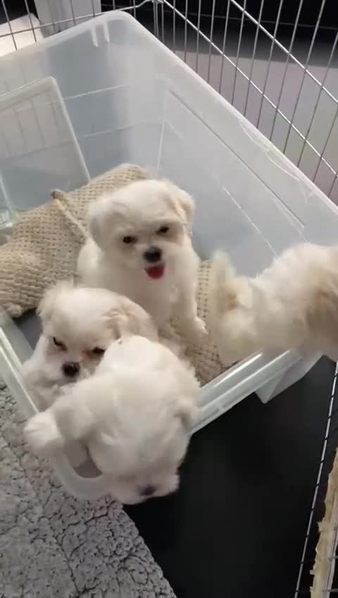 Maltese dogs for sale: Thoroughbred Maltese - Video 1