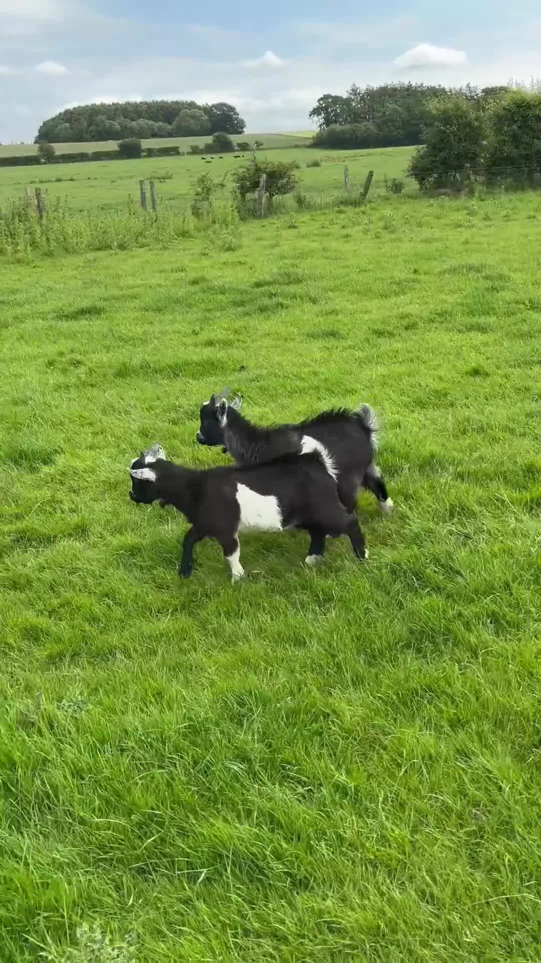 Goats livestock for sale: 1 Billy Pygmy Goat - Video 1
