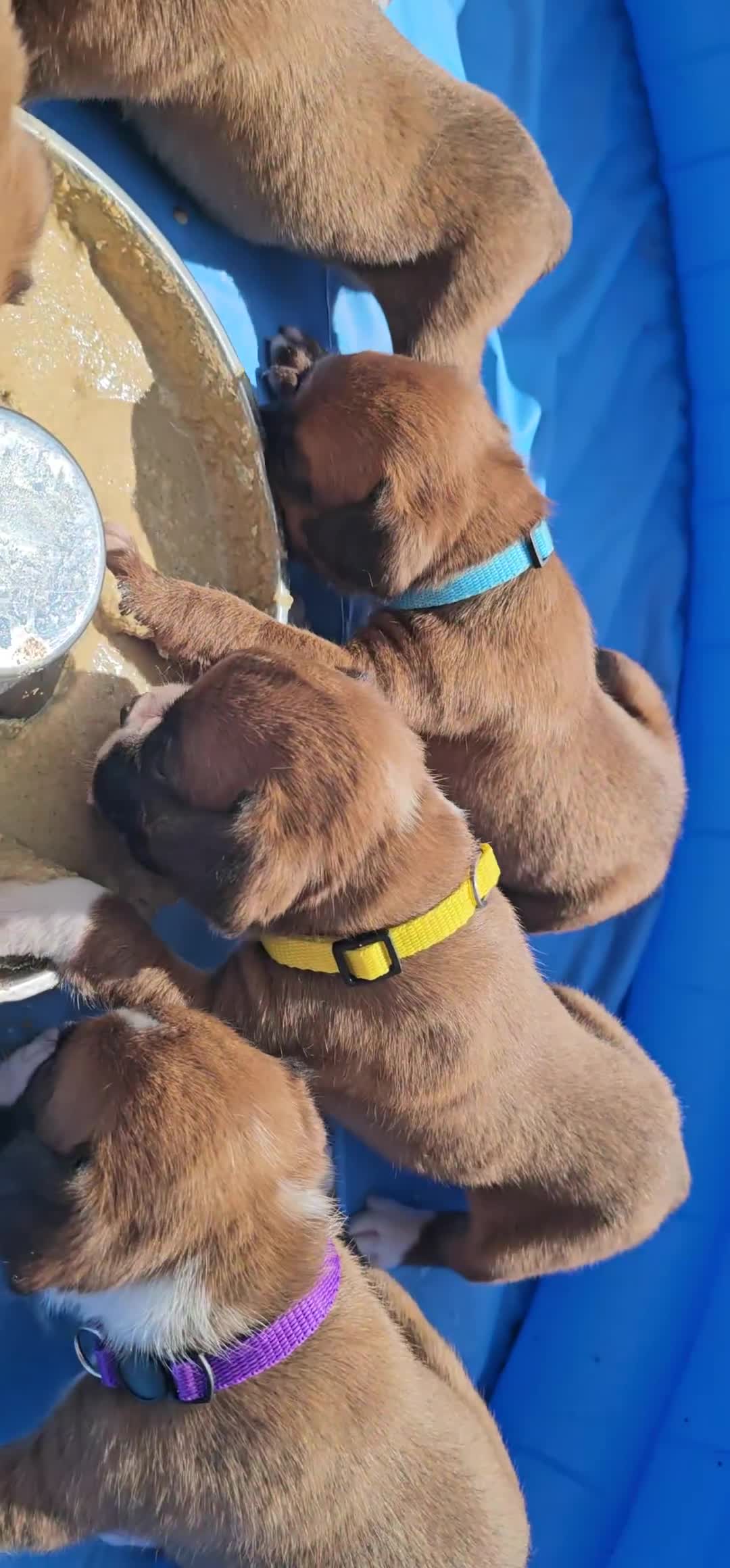 Boxer dogs for sale: *** ONLY 2 LEFT!!! *** - Video 1