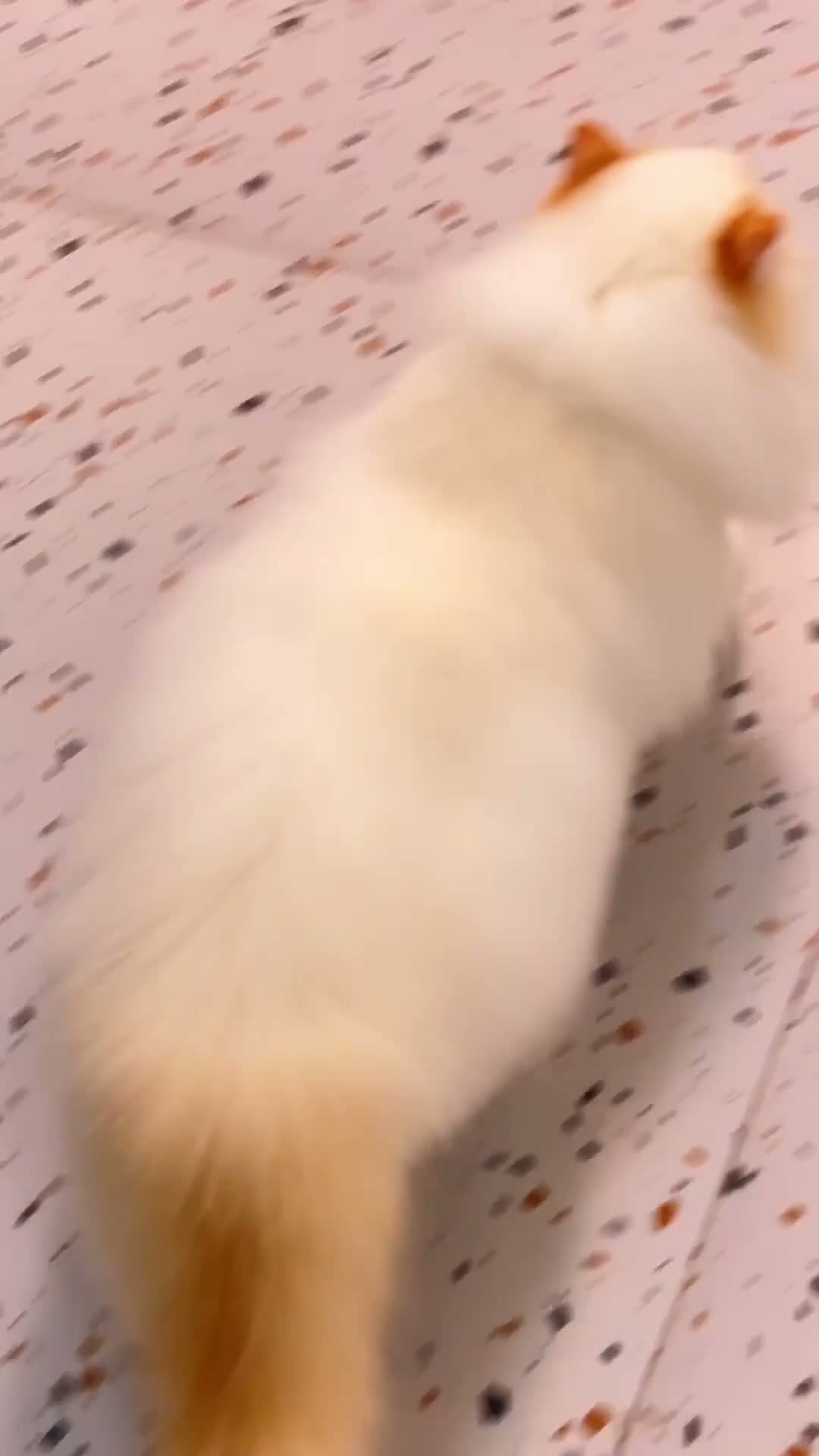 Ragdoll cats for sale: Rare Blue Torte Bi Colour Lynx  - Video 5
