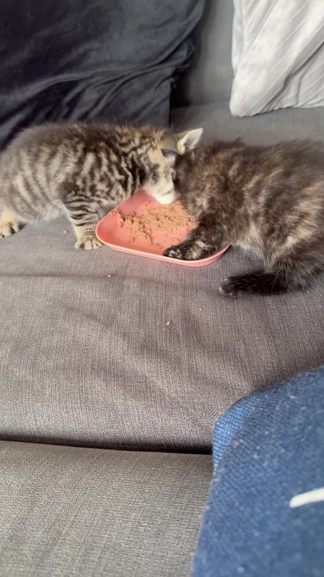 Mixed Breed cats for sale: 3 kittens available now - Video 1