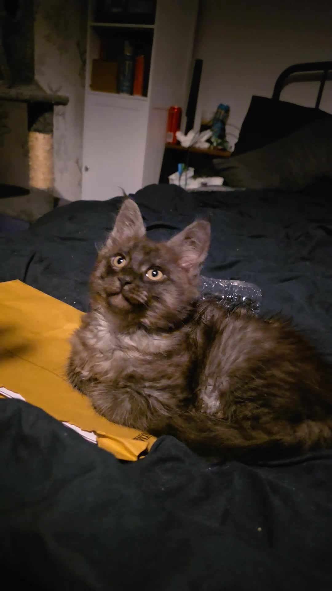 Maine Coon cats for sale: Beautiful Maine Coon Kitten *ready march 2026** - Video 3