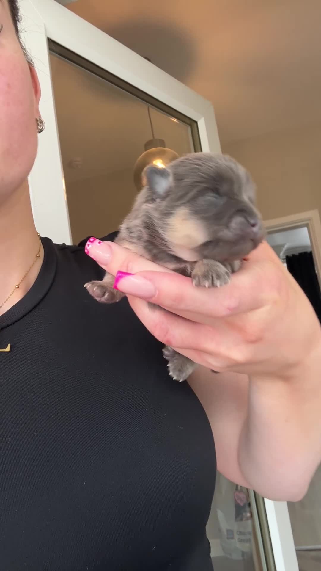 Pomeranian dogs for sale: Toy Pomeranian’s  - Video 1
