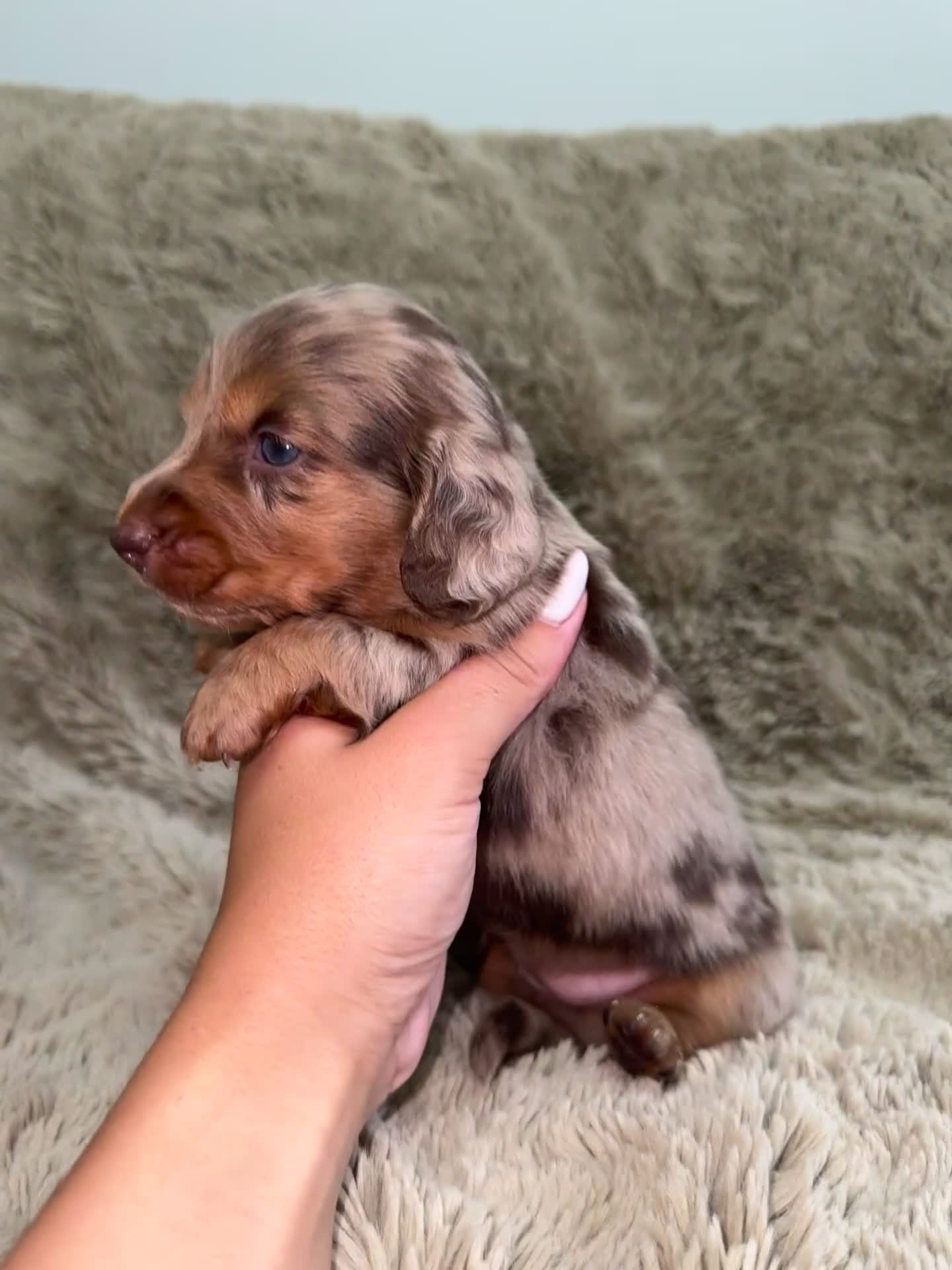Dachshund dogs for sale: LONG HAIR MINIATURE DACHSHUNDS🤍 - Video 3