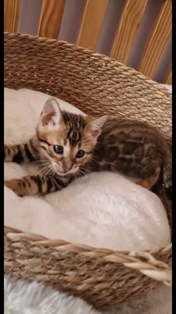 Bengal cats for sale: Stunning TICA Registered Bengal Kittens - Video 1