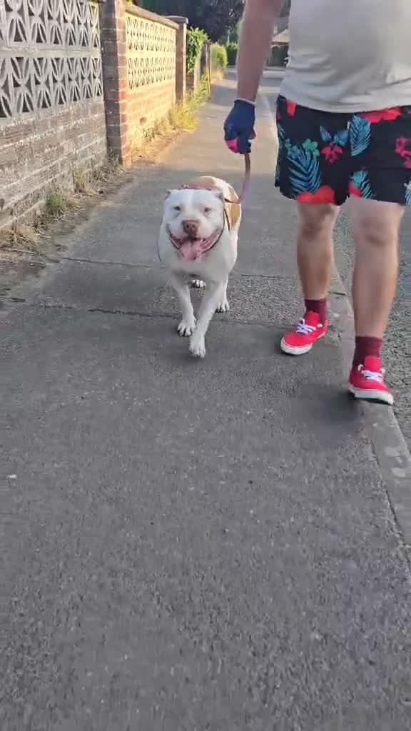 American Bully dogs for sale: American bully - Video 1