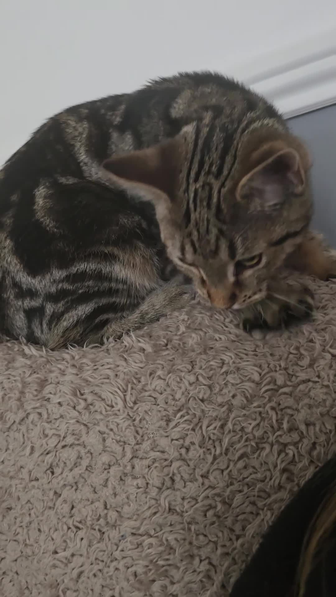 Mixed Breed cats for sale: Beautiful tabby - mixed bengal cat - Video 1