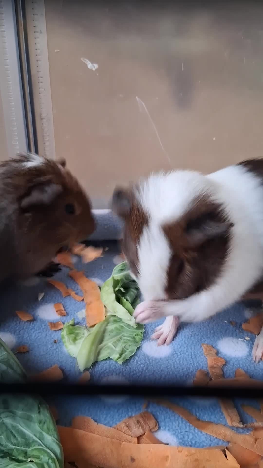 Guinea Pig rodents for sale: 10 Baby boy guinea pigs for sale - Video 3