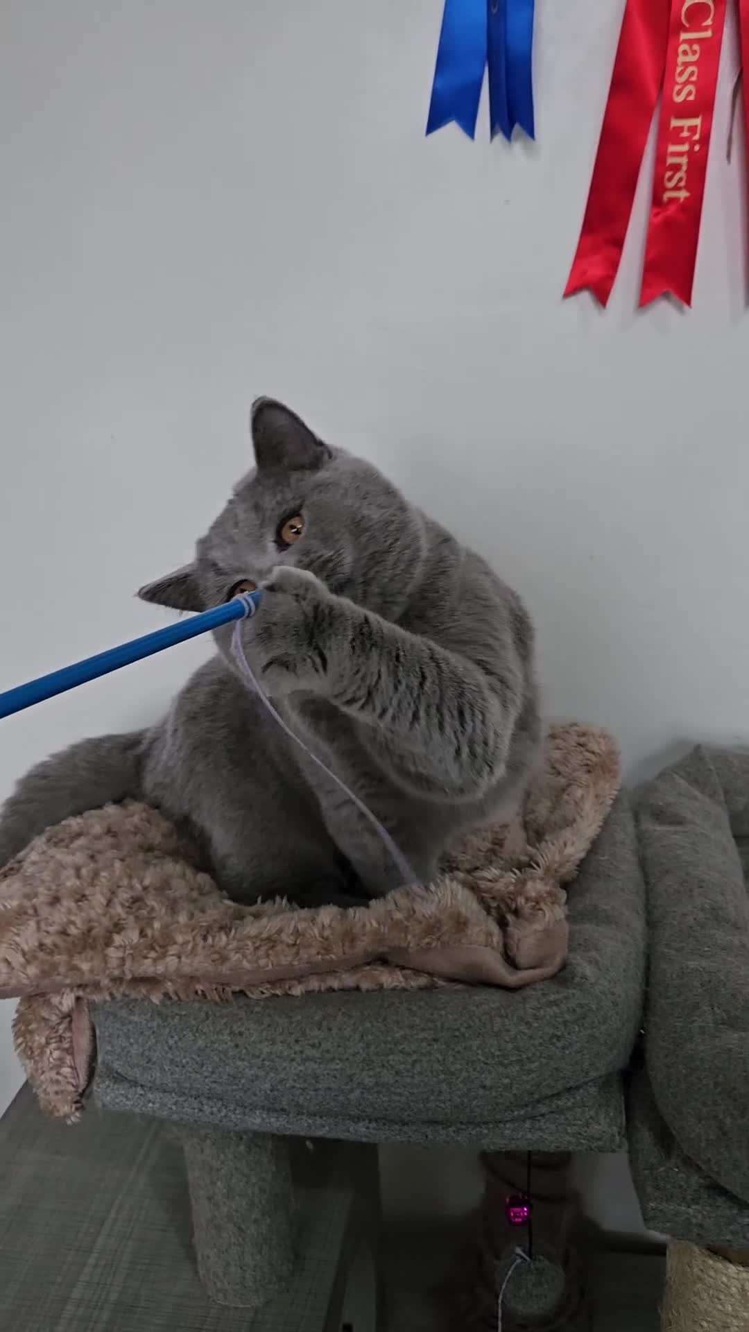 British Shorthair cats for sale: GCCF ACTIVE SALES DENTON MANCHESTER  - Video 1