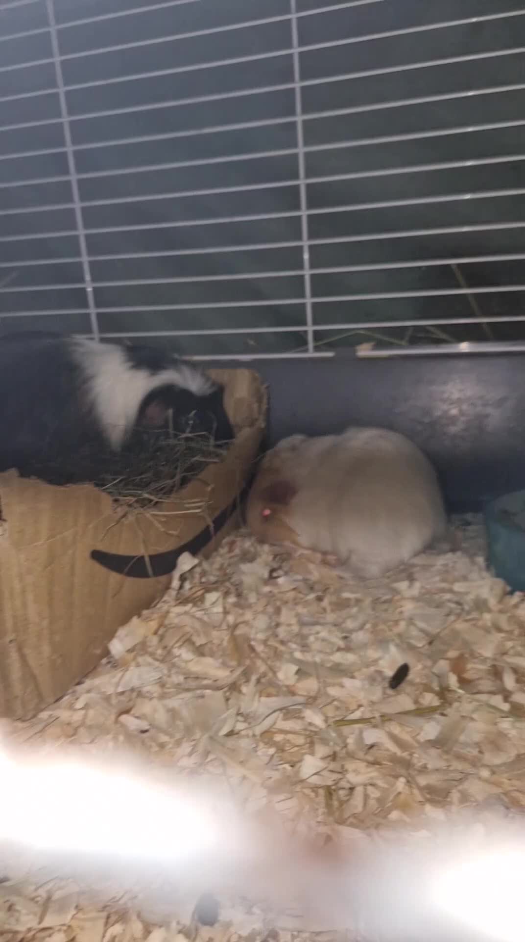 Guinea Pig rodents for sale: Beaultful shelte female  - Video 1