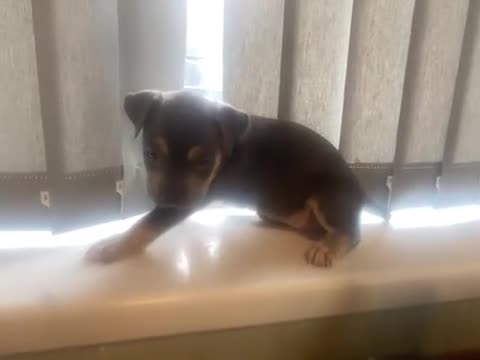 Mixed Breed dogs for sale: Super adorable puppies  - Video 2