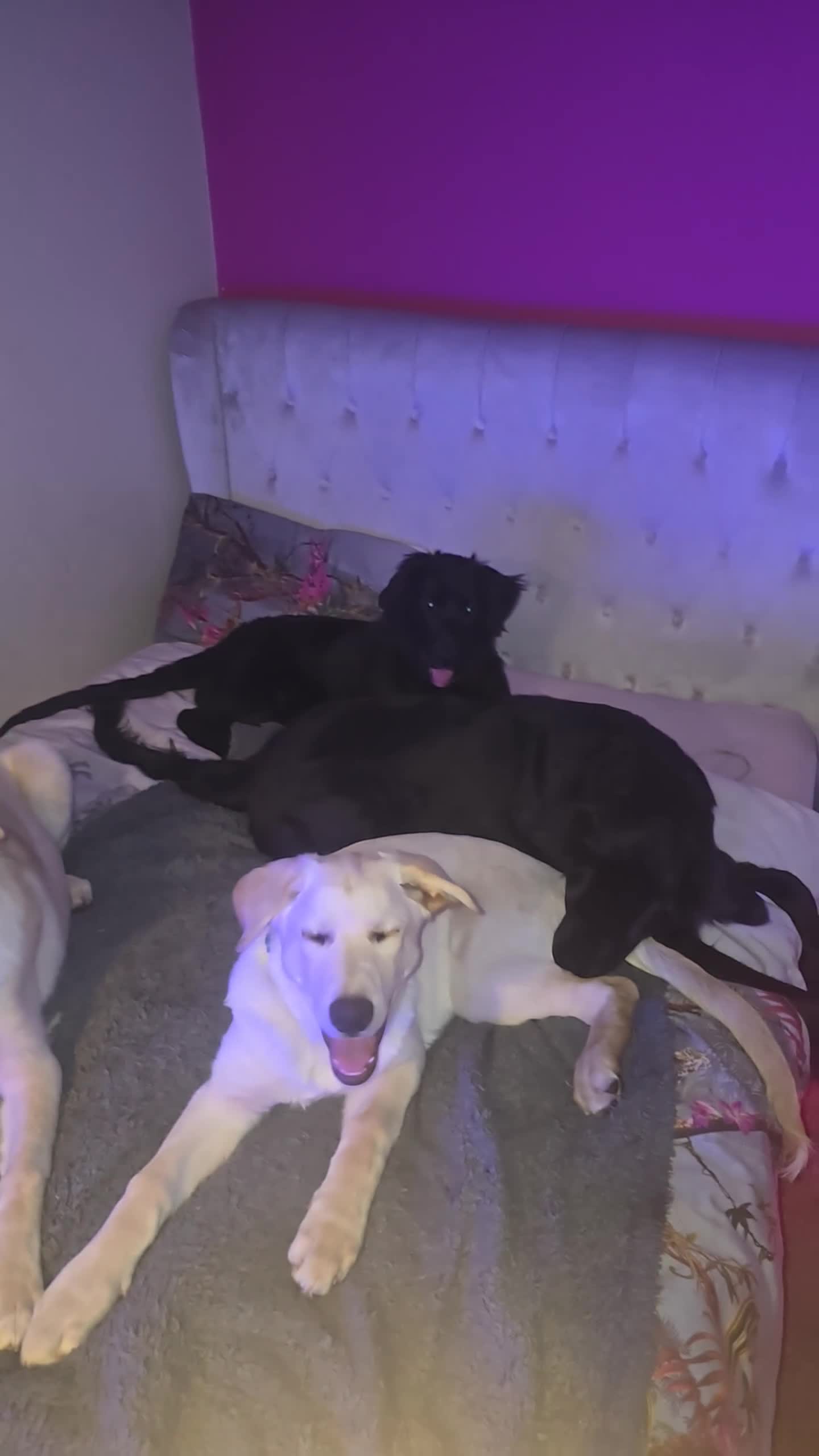 Mixed Breed dogs for sale: Fully Trained and Vaccinated Sheprador pups ✨️ - Video 1