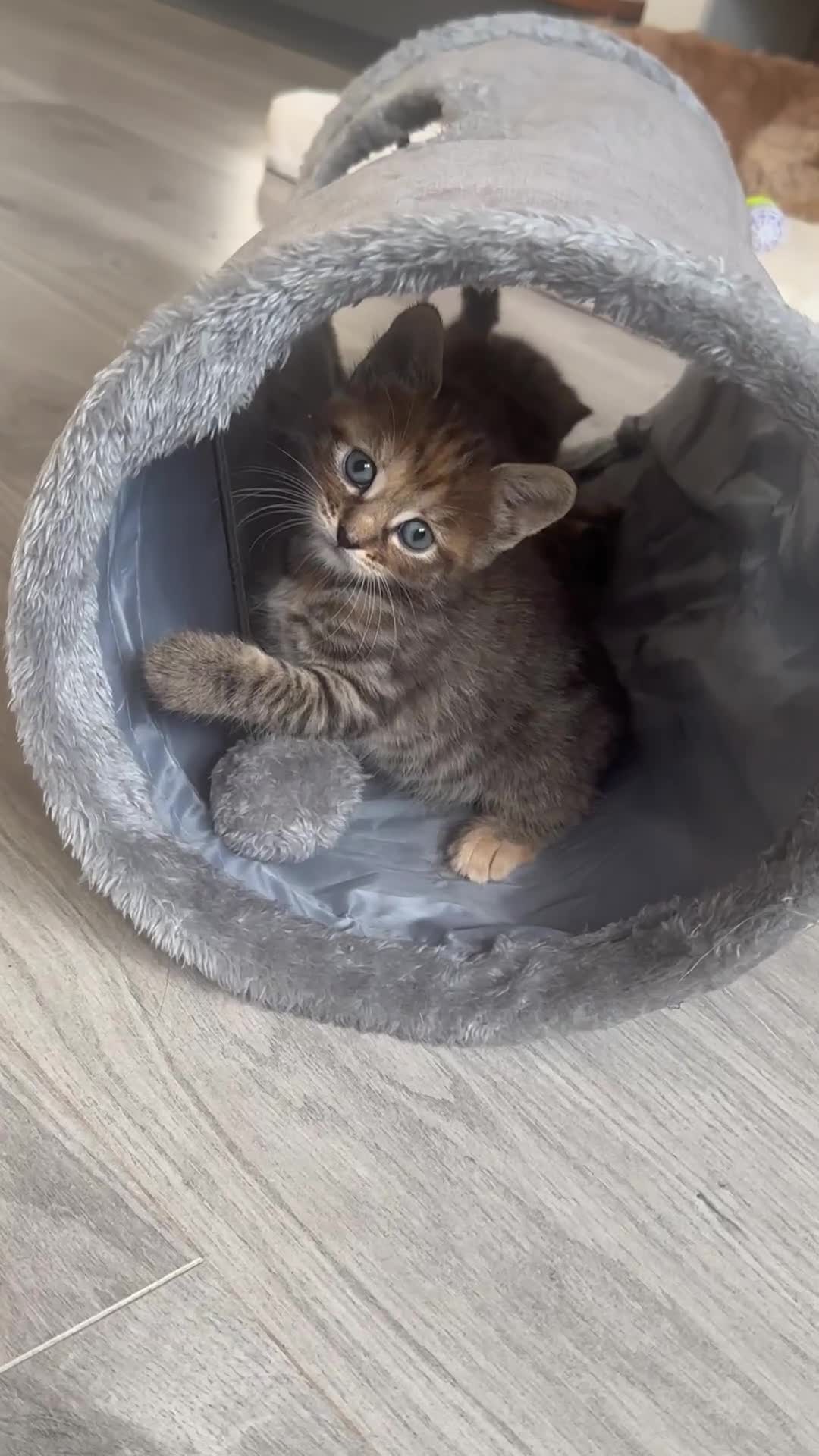 Siberian cats for sale: X4 fluffy Siberian x tabby kittens  in Romford - Video 1