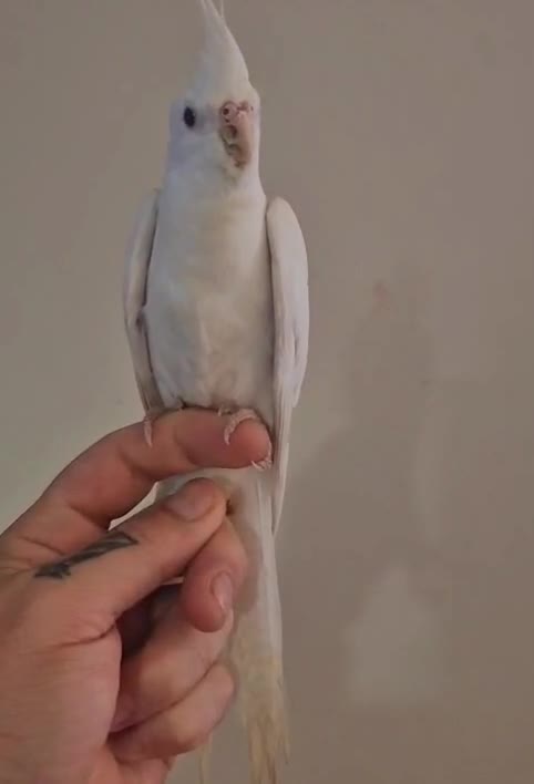 Cockatiels birds for sale: Young Cockatiels available for new homes - Video 1
