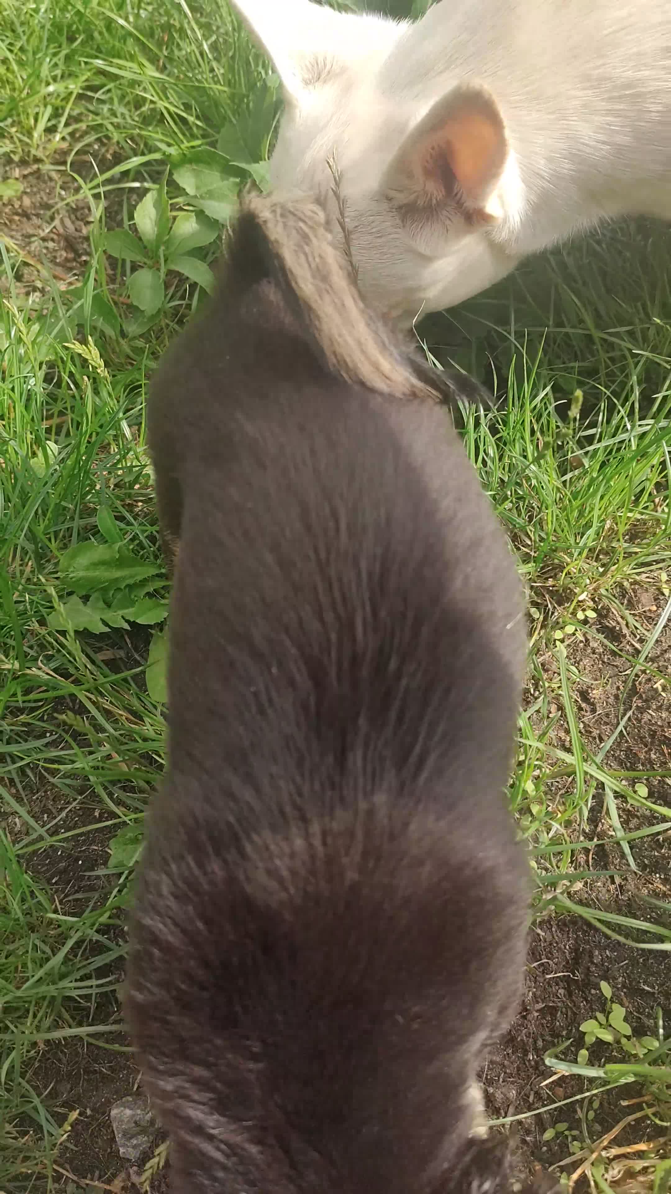 Chihuahua dogs for sale: Adorable Loving hand reared ready now Chihuahuas - Video 4