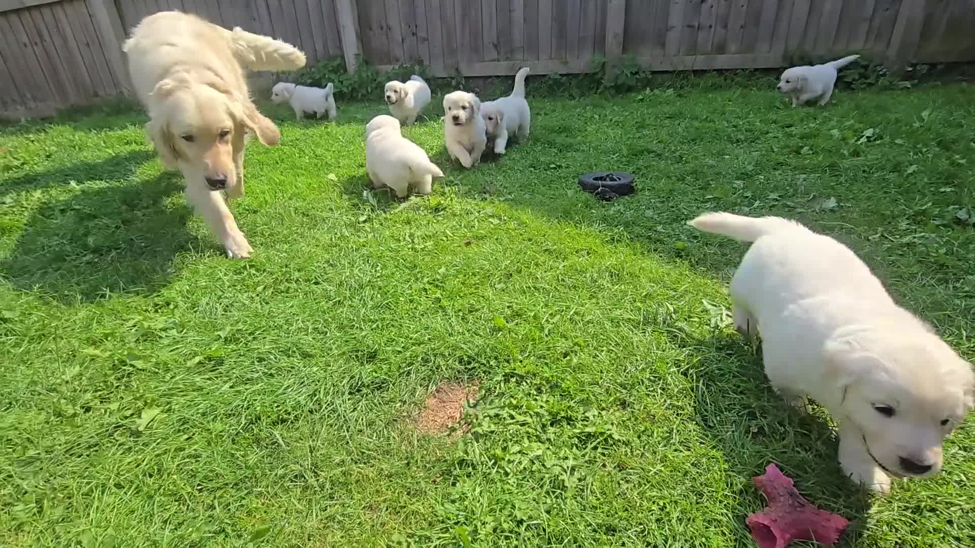 Golden Retriever dogs for sale: Cream Golden Retriever Puppies –Family Raised  - Video 1