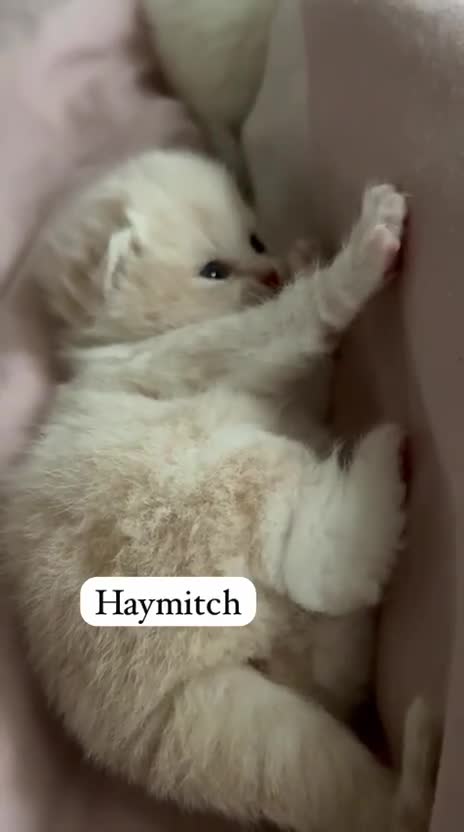 British Shorthair cats for sale: Beautiful British shorthair kittens . - Video 4