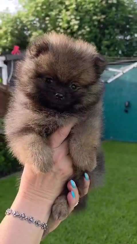 Pomeranian dogs for sale: pomeranian tedy - Video 1
