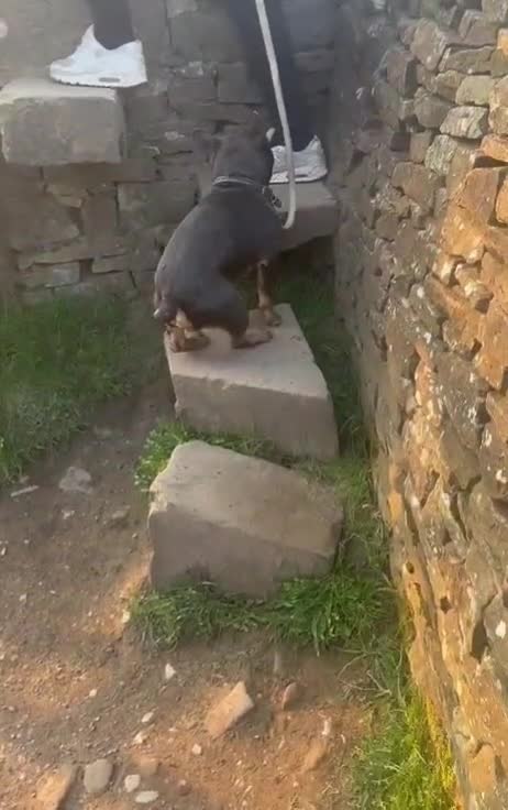 French Bulldog dogs for sale: French Bulldog in Chesterfield - Video 3