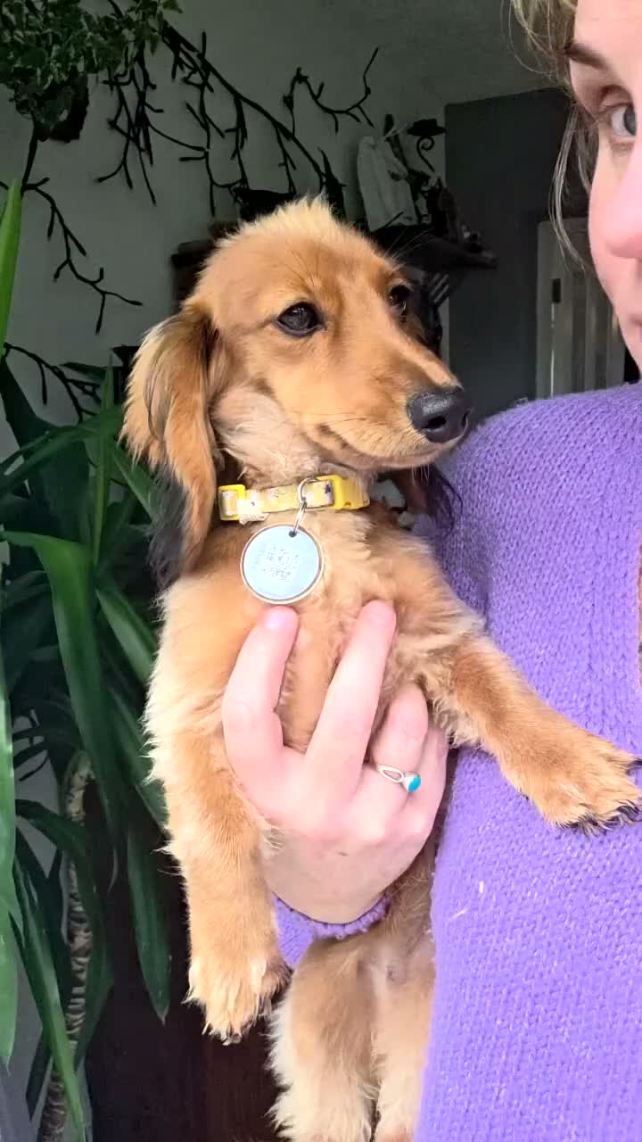 Dachshund dogs for sale: Two cousin Dachshunds - Video 2