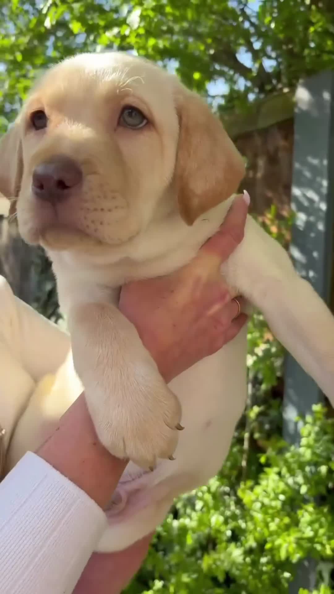 Labrador Retriever dogs for sale: LAST CHUNKY LAB BOY READY NOW! Home-Raised - Video 2