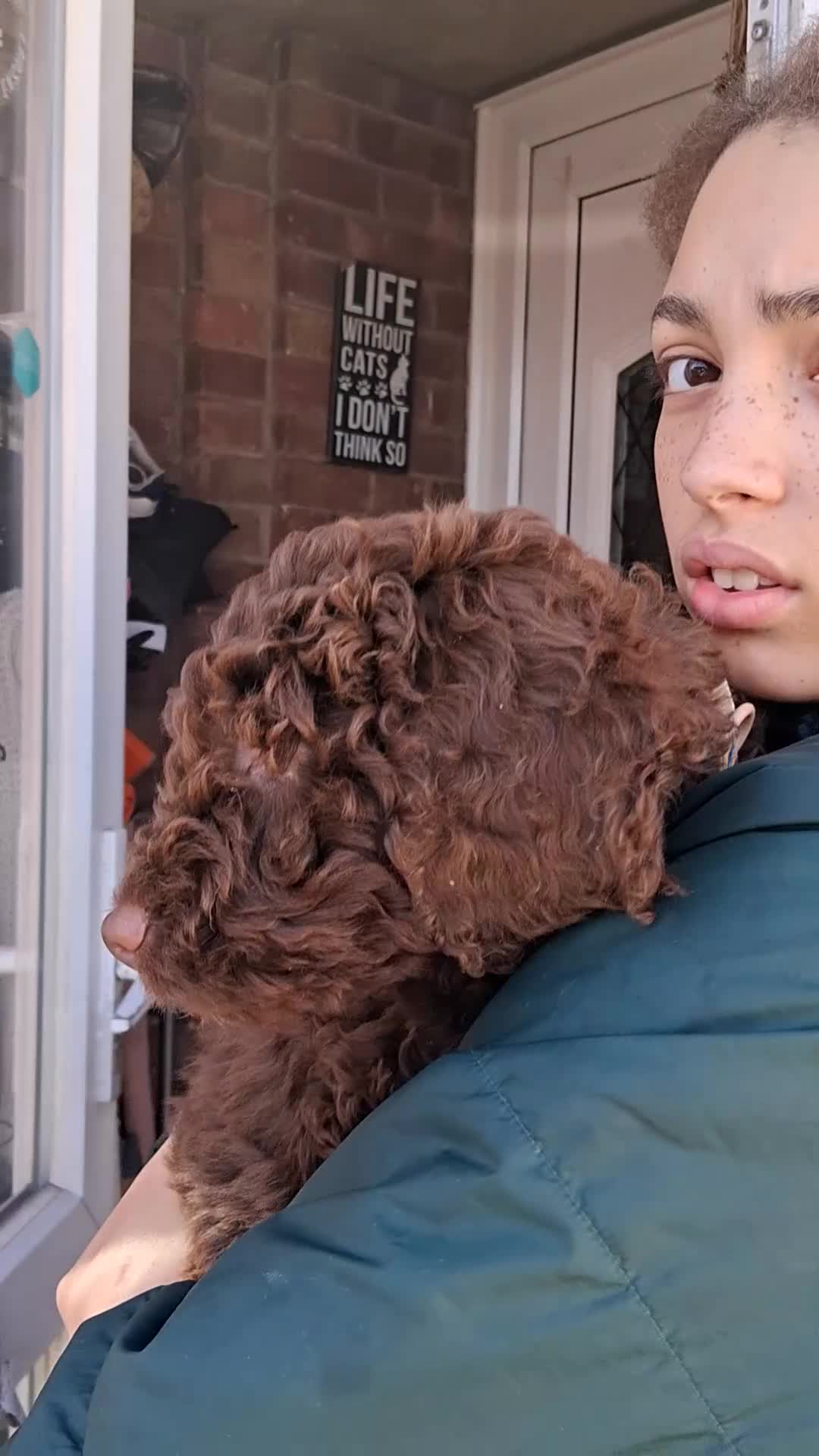 Cockapoo dogs for sale: Classic looking curly cockerpoo boy - Video 1