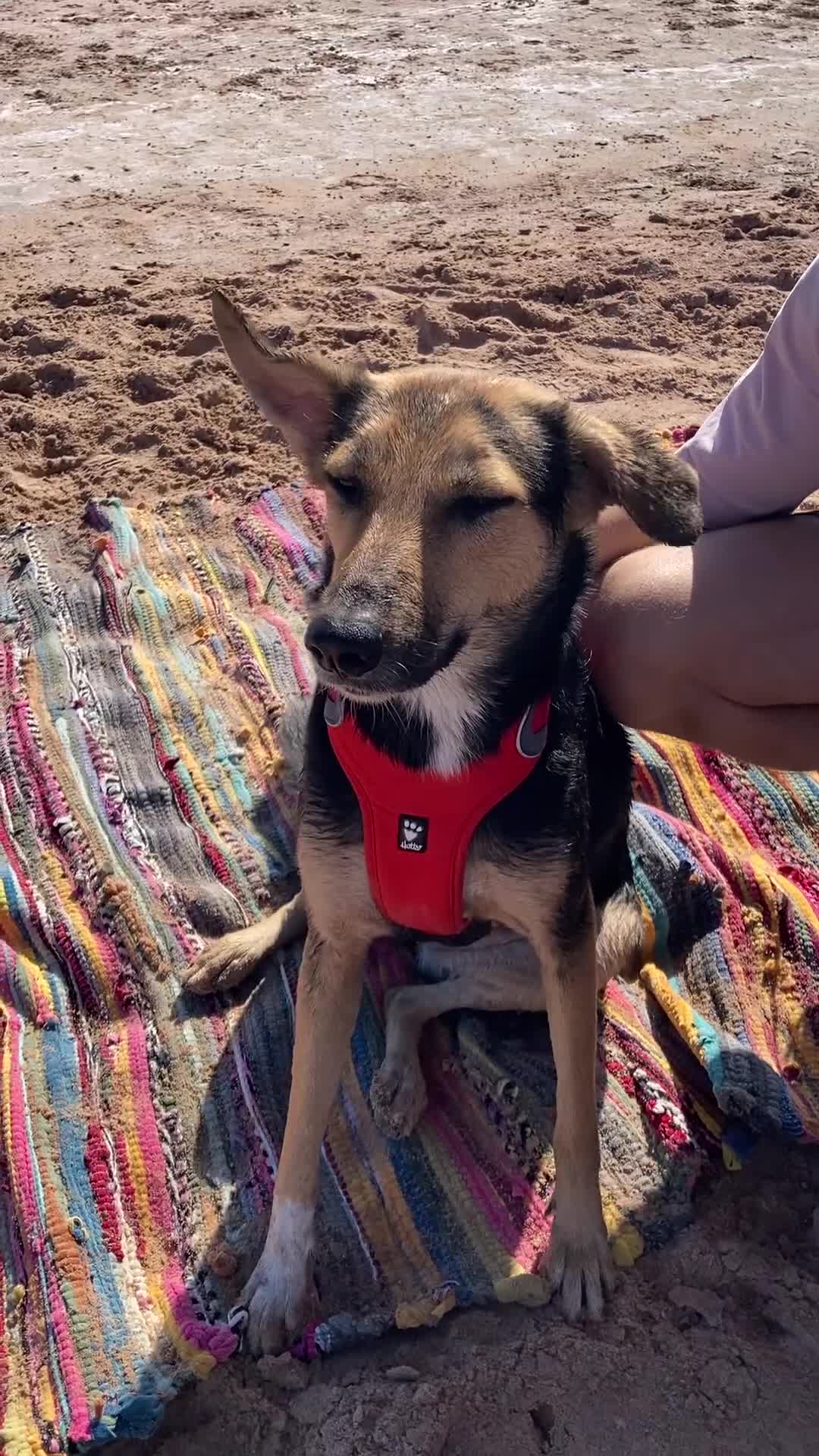Mixed Breed dogs for sale: Very Special Mixed German Shepherd Girl (aged 3) - Video 3