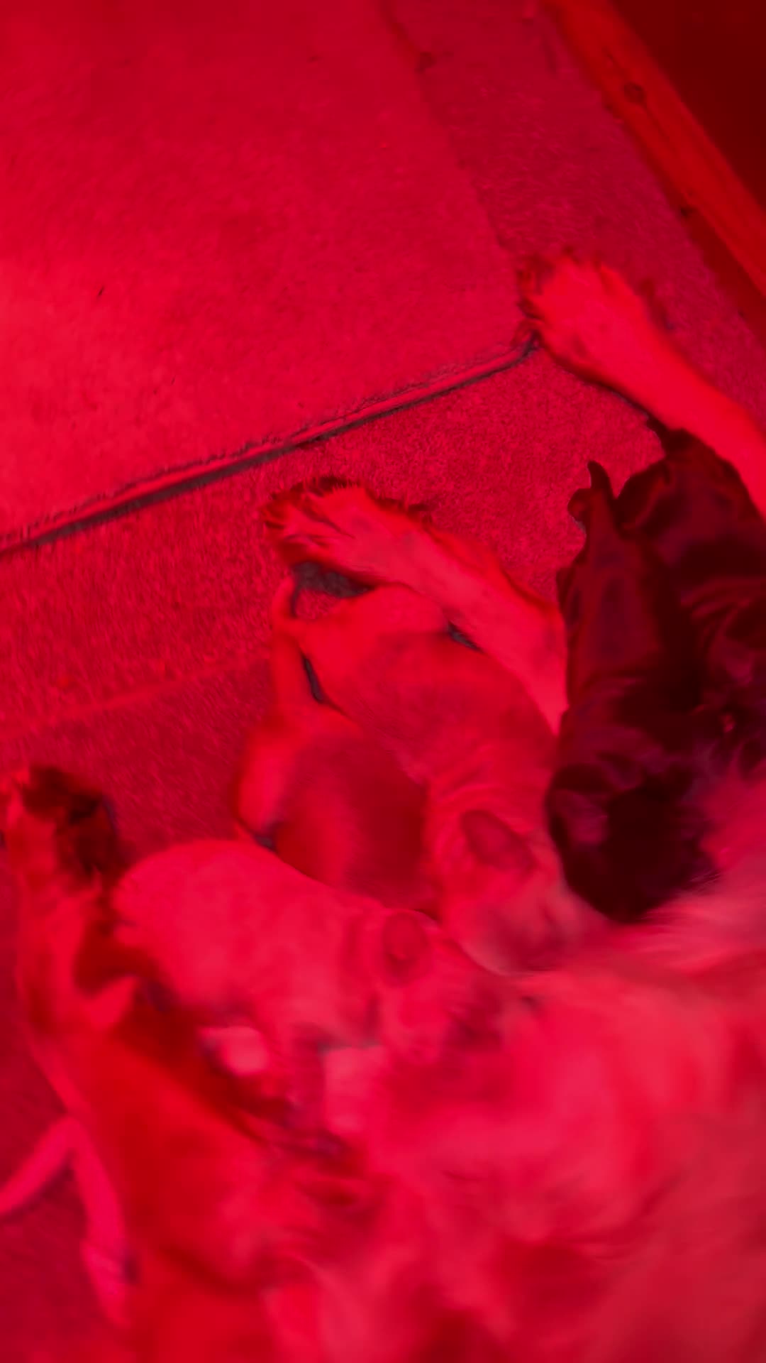 Cocker Spaniel dogs for sale: KC FTCH working cocker spaniel puppy’s  - Video 1