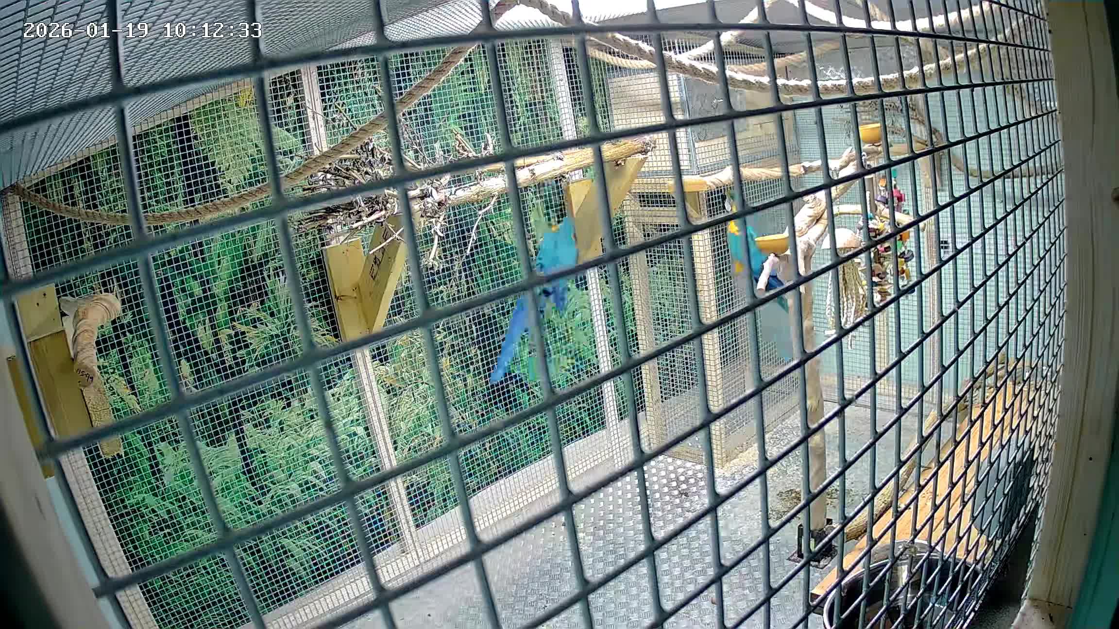 Macaws birds for sale: Proven breeding pair blue & gold macaws - Video 3