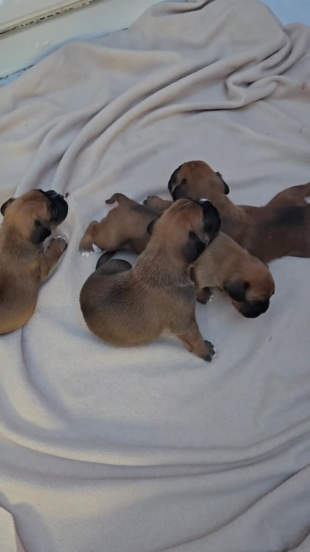 Boxer dogs for sale: Gorgeous Red Boxer puppies for sale. - Video 1