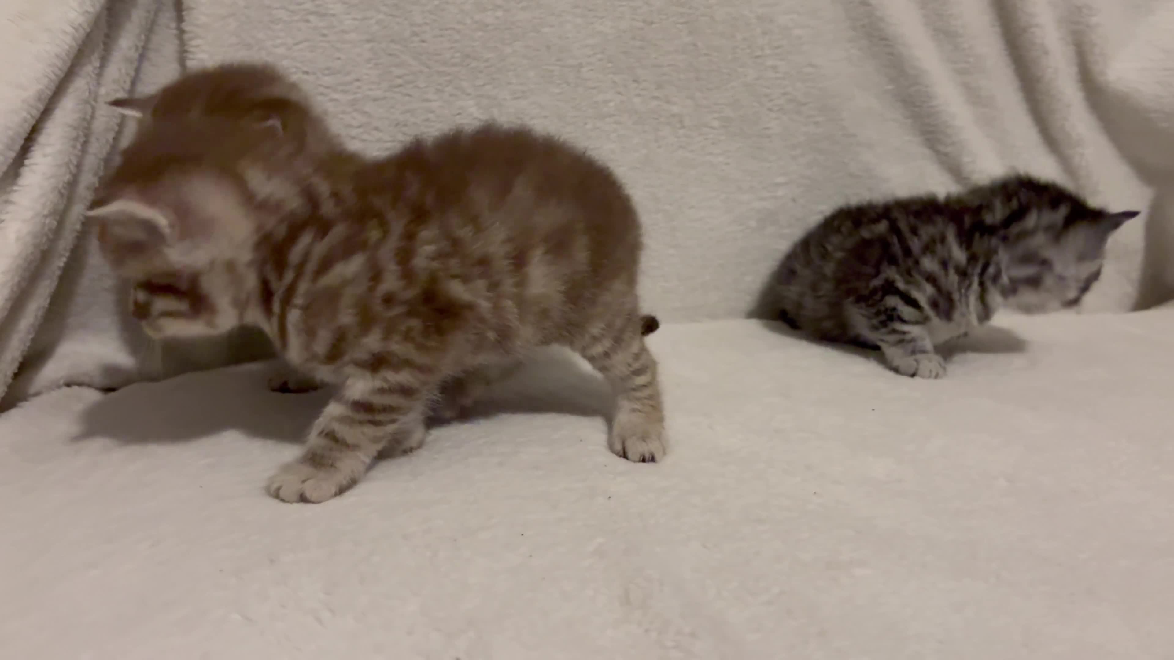 British Shorthair cats for sale: GCCF Bi-colour BSH kittens - Video 1