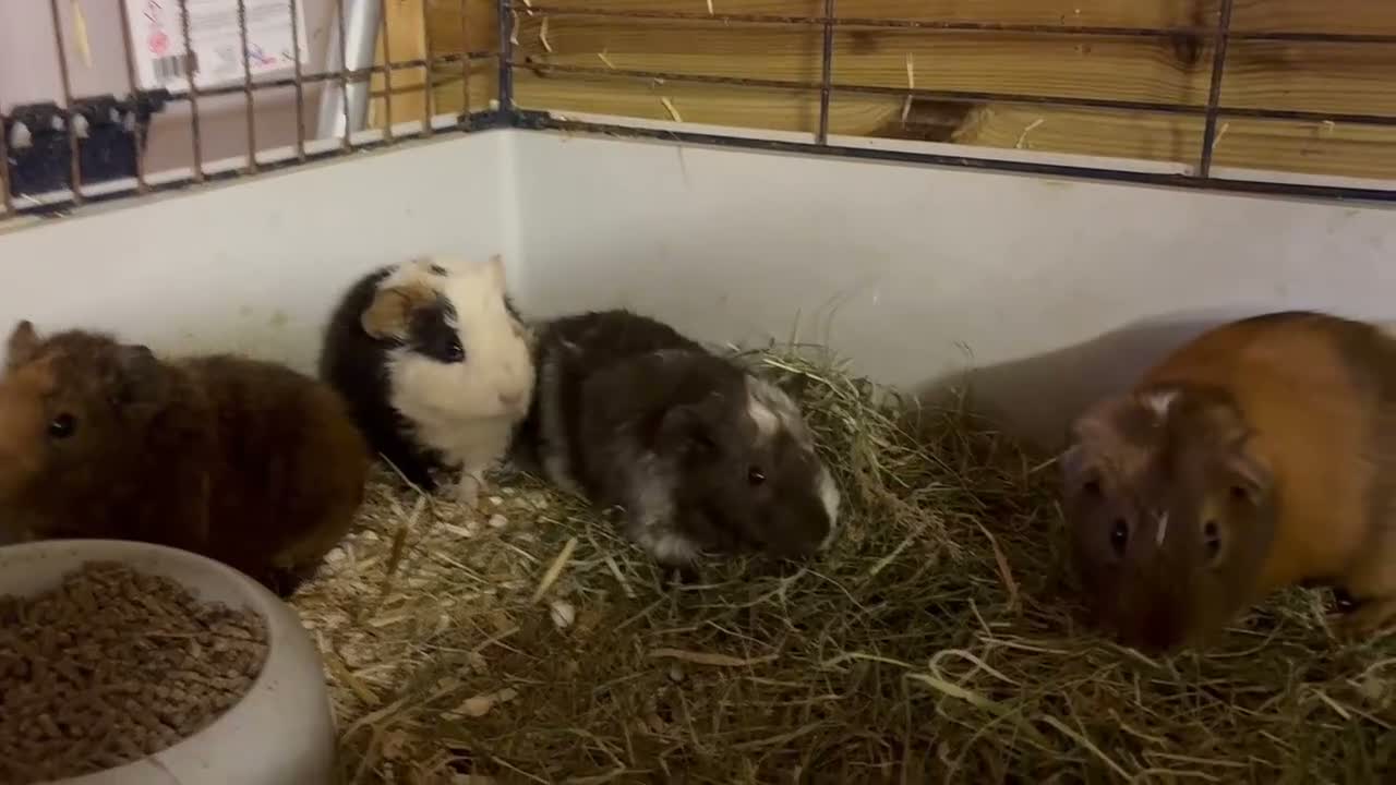 Guinea Pig rodents for sale: Boys and girls babies  - Video 1