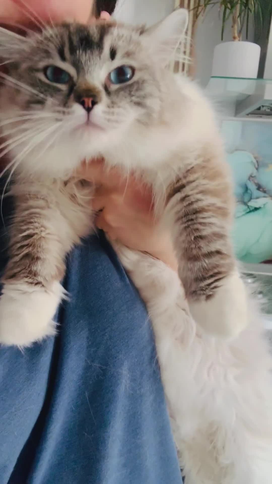 Ragdoll cats for sale: Breeding/show quality,Champion blood Ragdoll boy - Video 1