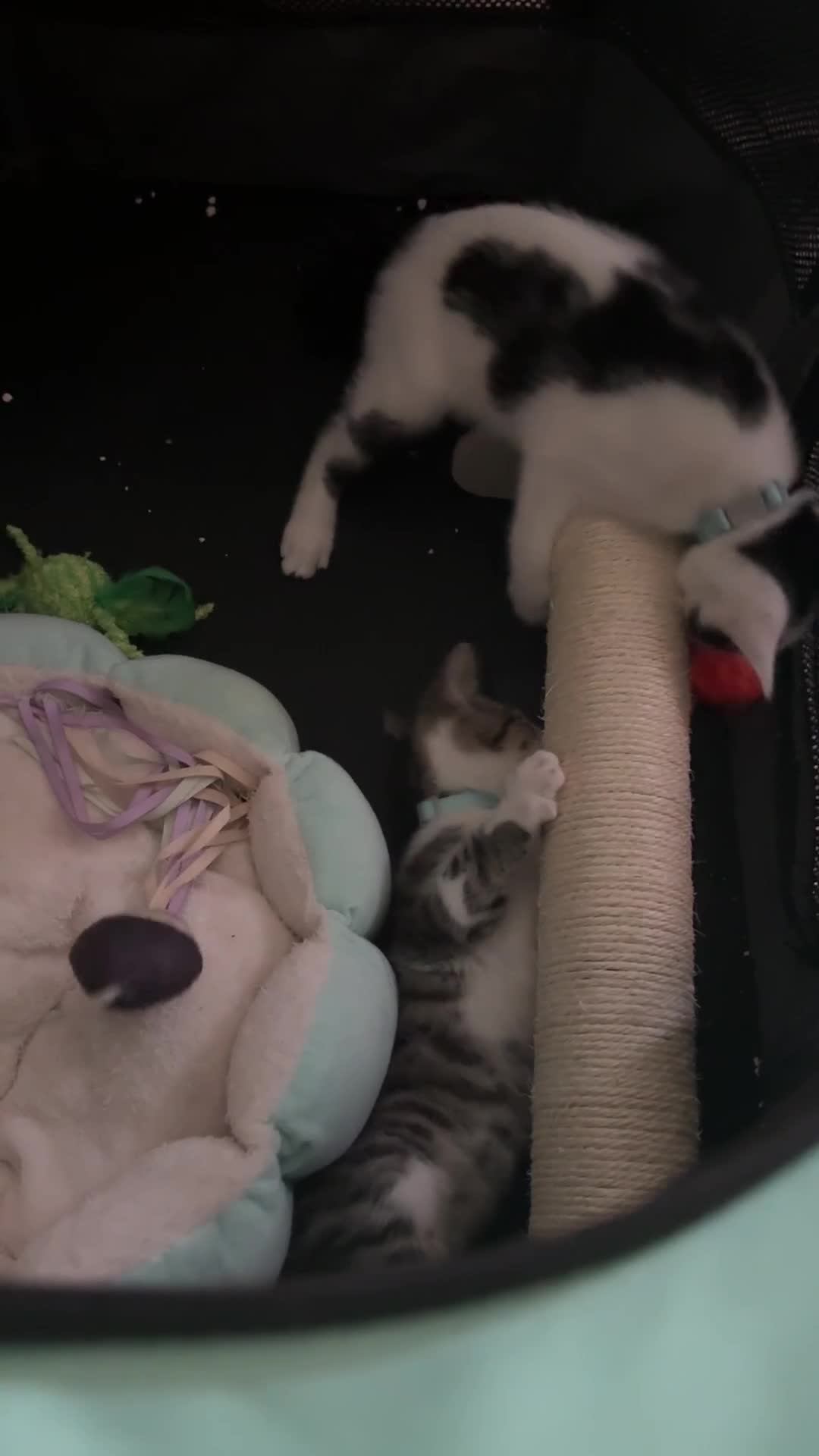 Domestic Shorthair cats for sale: Neo & Luca - Two Male Kittens 11 weeks old(Bonded) - Video 1