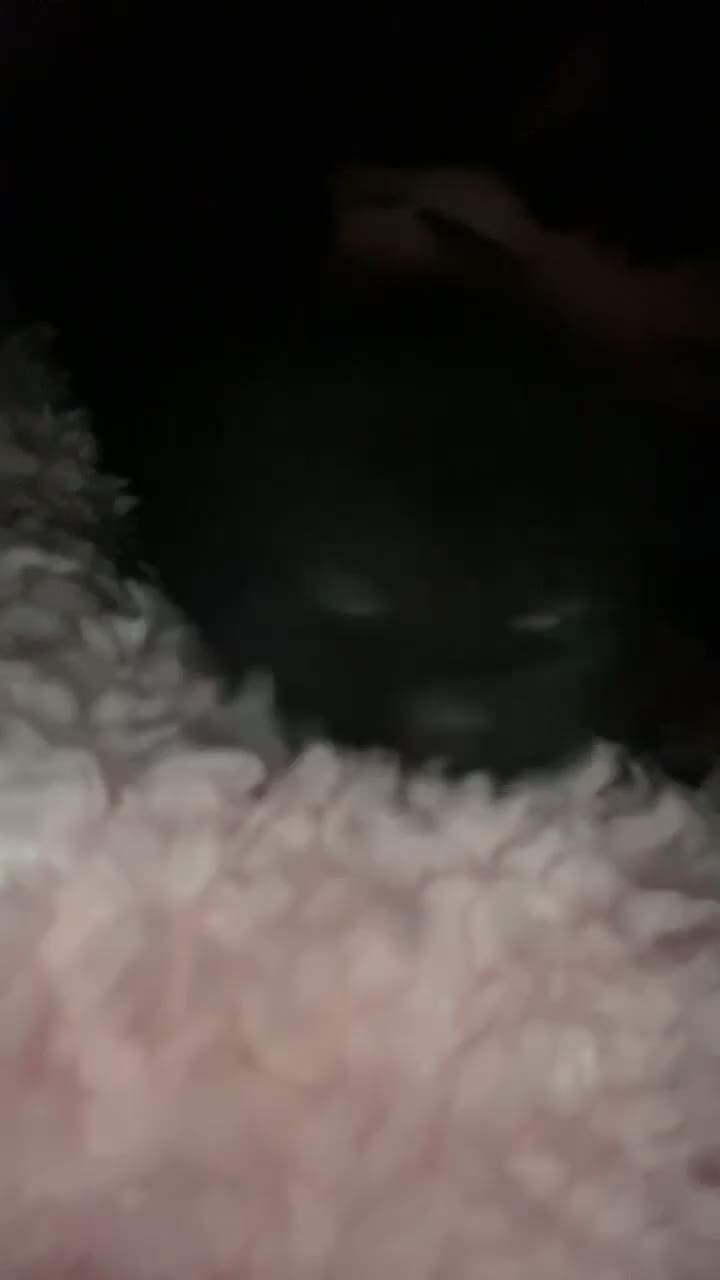 Mixed Breed cats for sale: black tabby 🖤 - Video 1