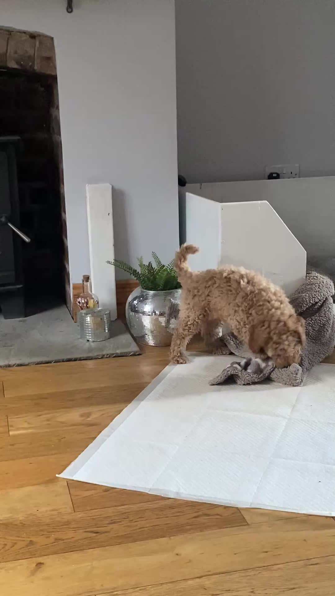 Cockapoo dogs for sale: Cockapoo  - Video 1