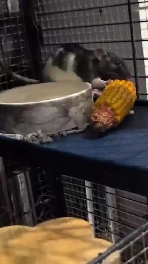 Rat rodents for sale: 2 female rats in Swindon - Video 1