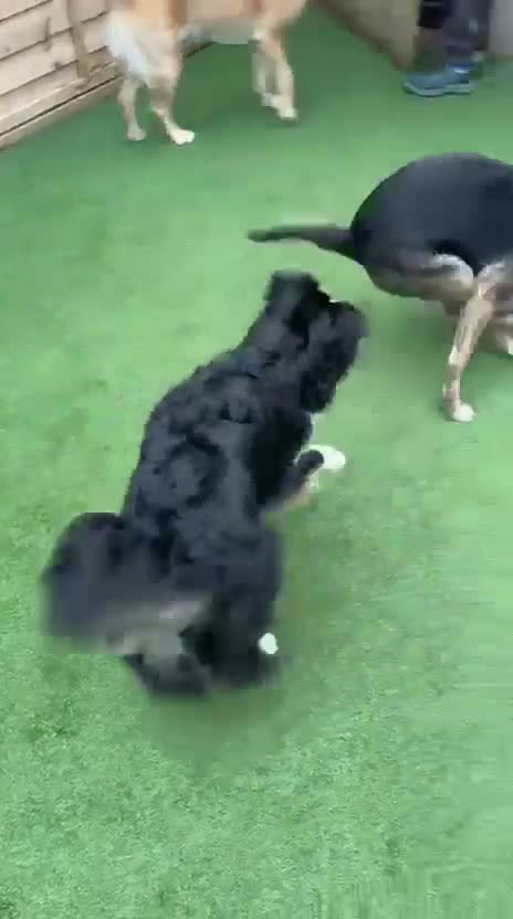 Mixed Breed dogs for sale: 3yr German shepherd Staffordshire cross  in Manchester - Video 1