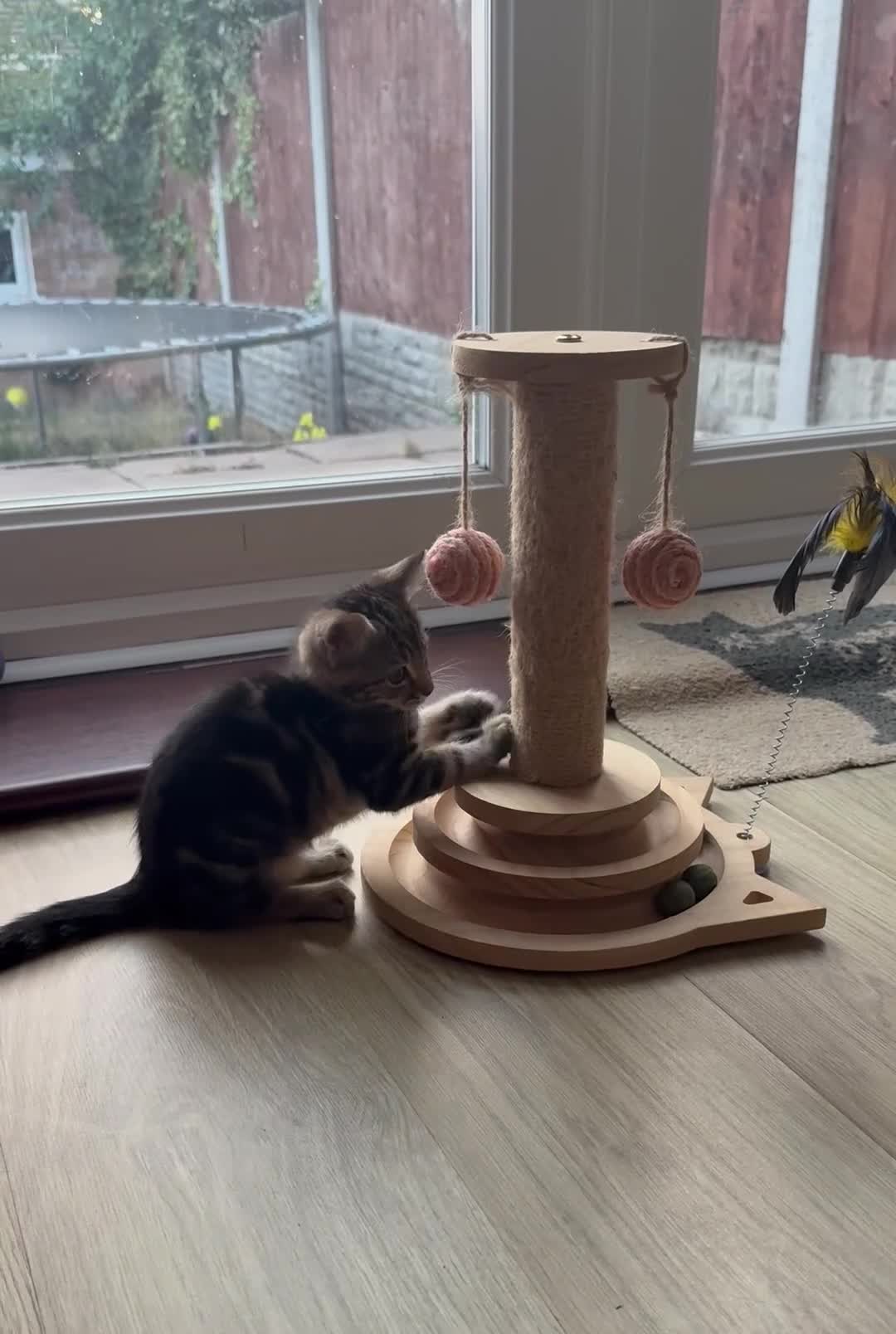 Mixed Breed cats for sale: Gorgeous Tabby Kittens - Video 2