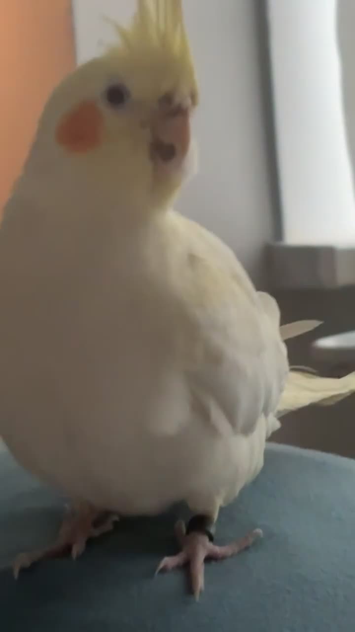 Cockatiels birds for sale: Cockatiel needs new home PLEASE message me before. - Video 1
