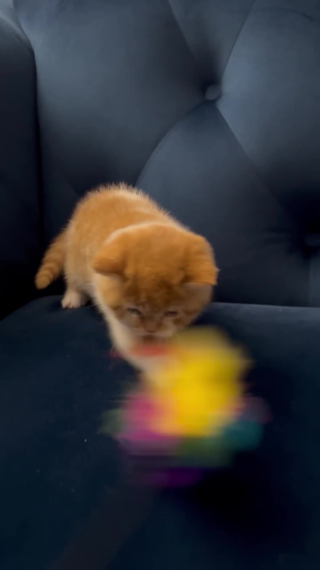 British Shorthair cats for sale: Chunky Red and White British Shorthair TICA - Video 4