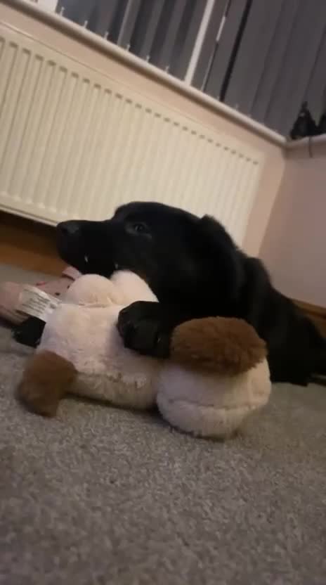 Mixed Breed dogs for sale: Shepadors  - Video 1