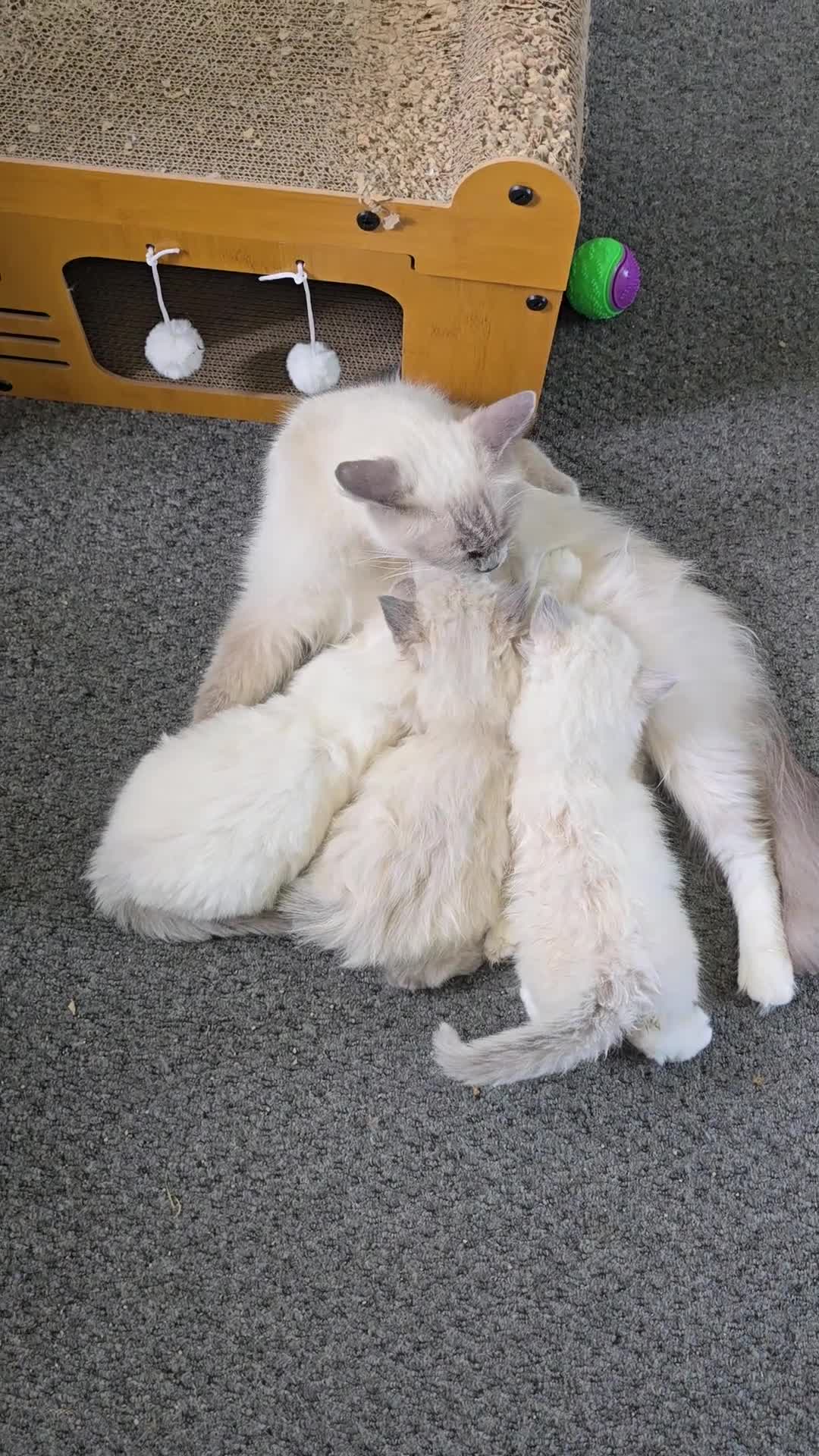 Ragdoll cats for sale: 3 big male  - Video 1