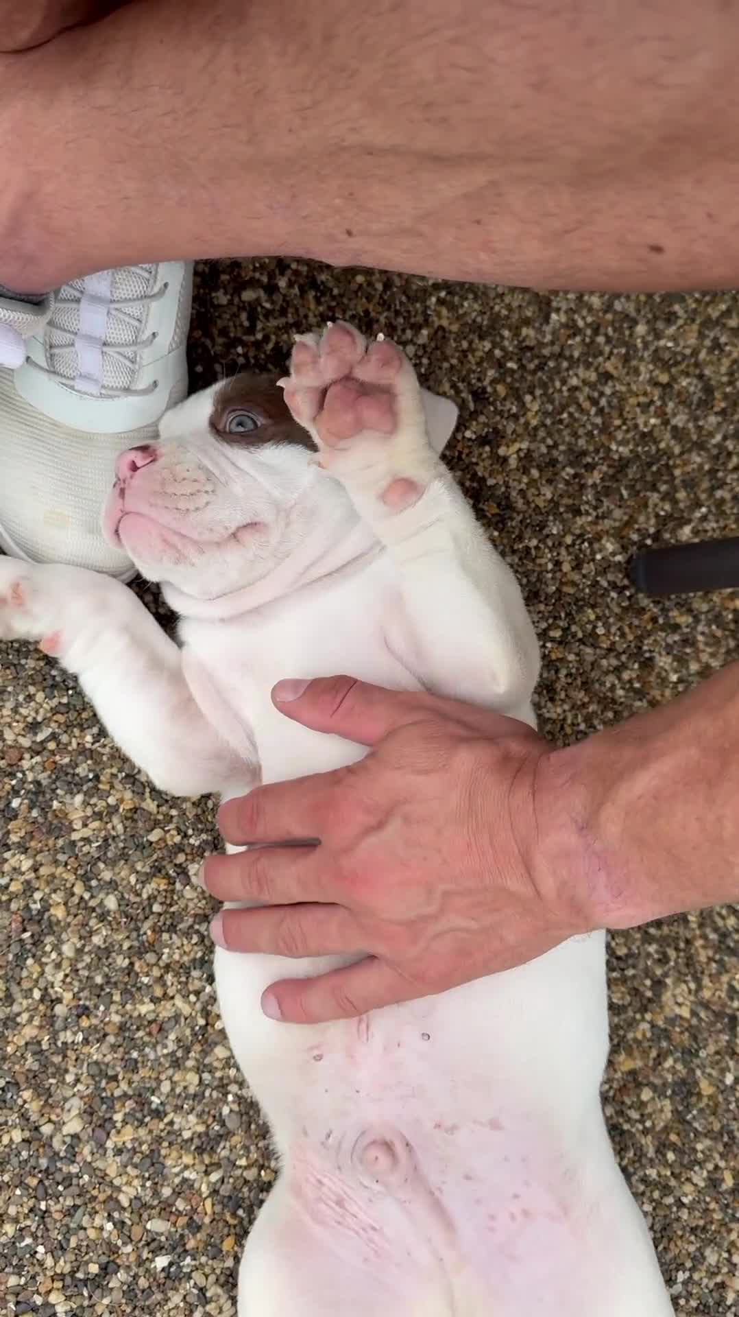 Olde English Bulldogge dogs for sale: Olde English Bulldogge Puppy Ready To Go - Video 1