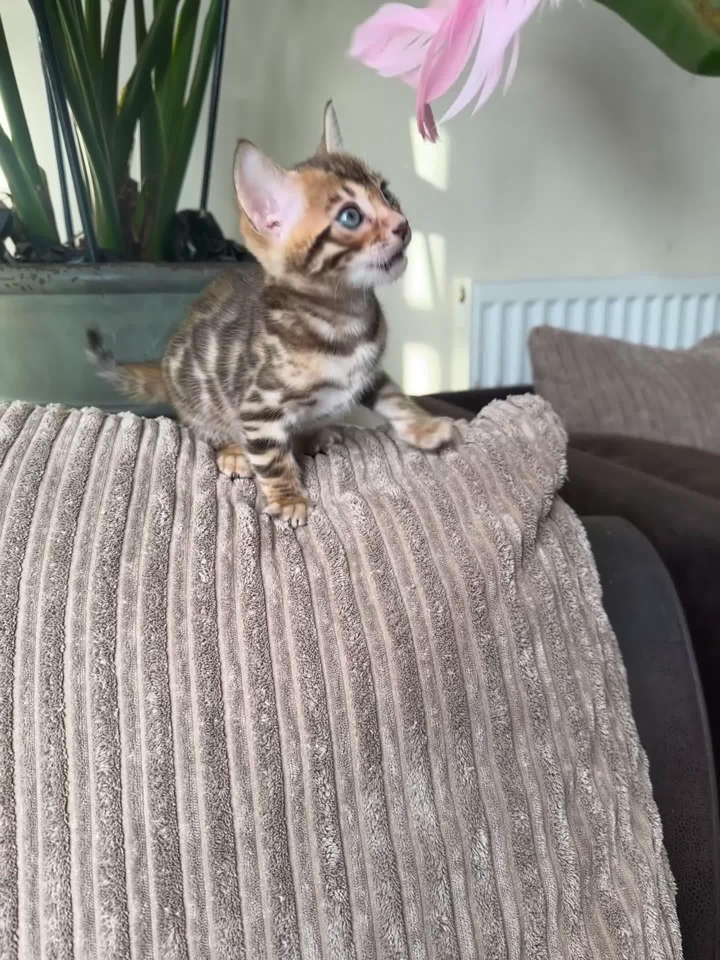 Bengal cats for sale: TICA Bengal kittens for sale . 🐱 - Video 1