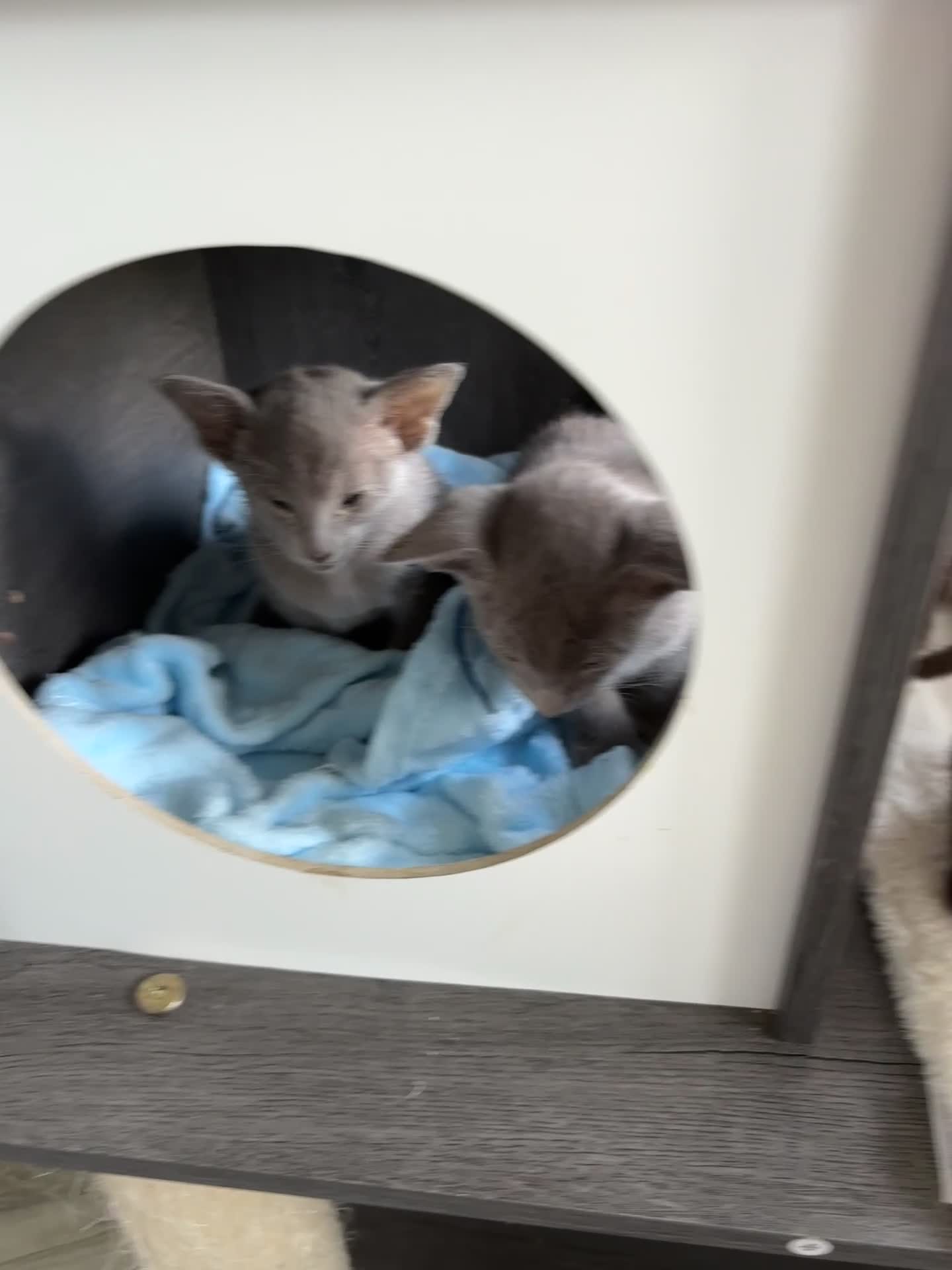 Siamese cats for sale: SIAMESE AND ORIENTAL KITTENS - Video 3