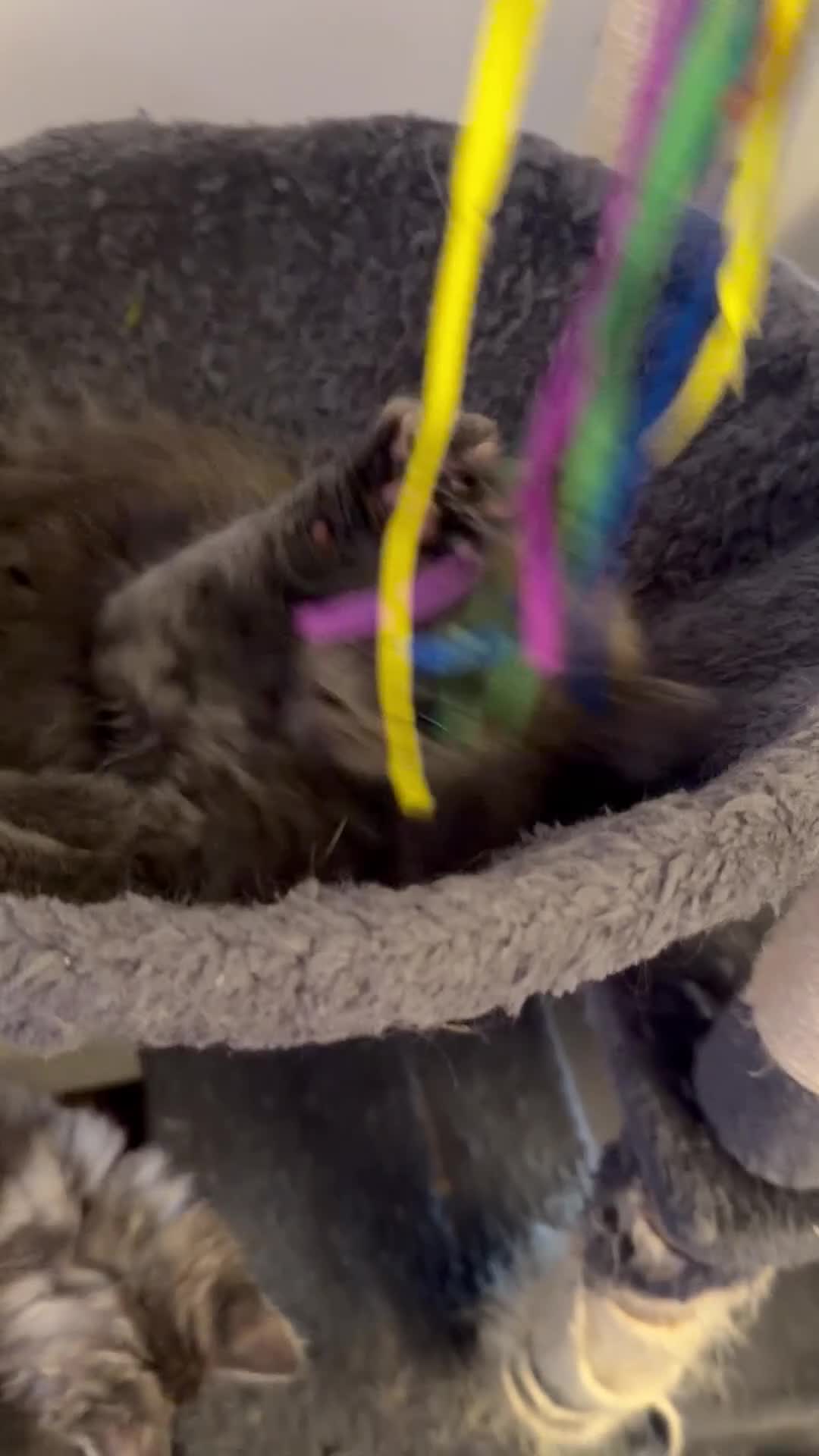 Maine Coon cats for sale: Ready to go on 13/8 XL Maine coons  - Video 1