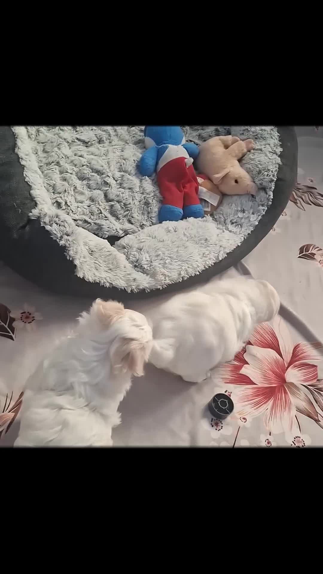 Maltese dogs for sale: 2 girls 2 boys  in Aylesbury - Video 1