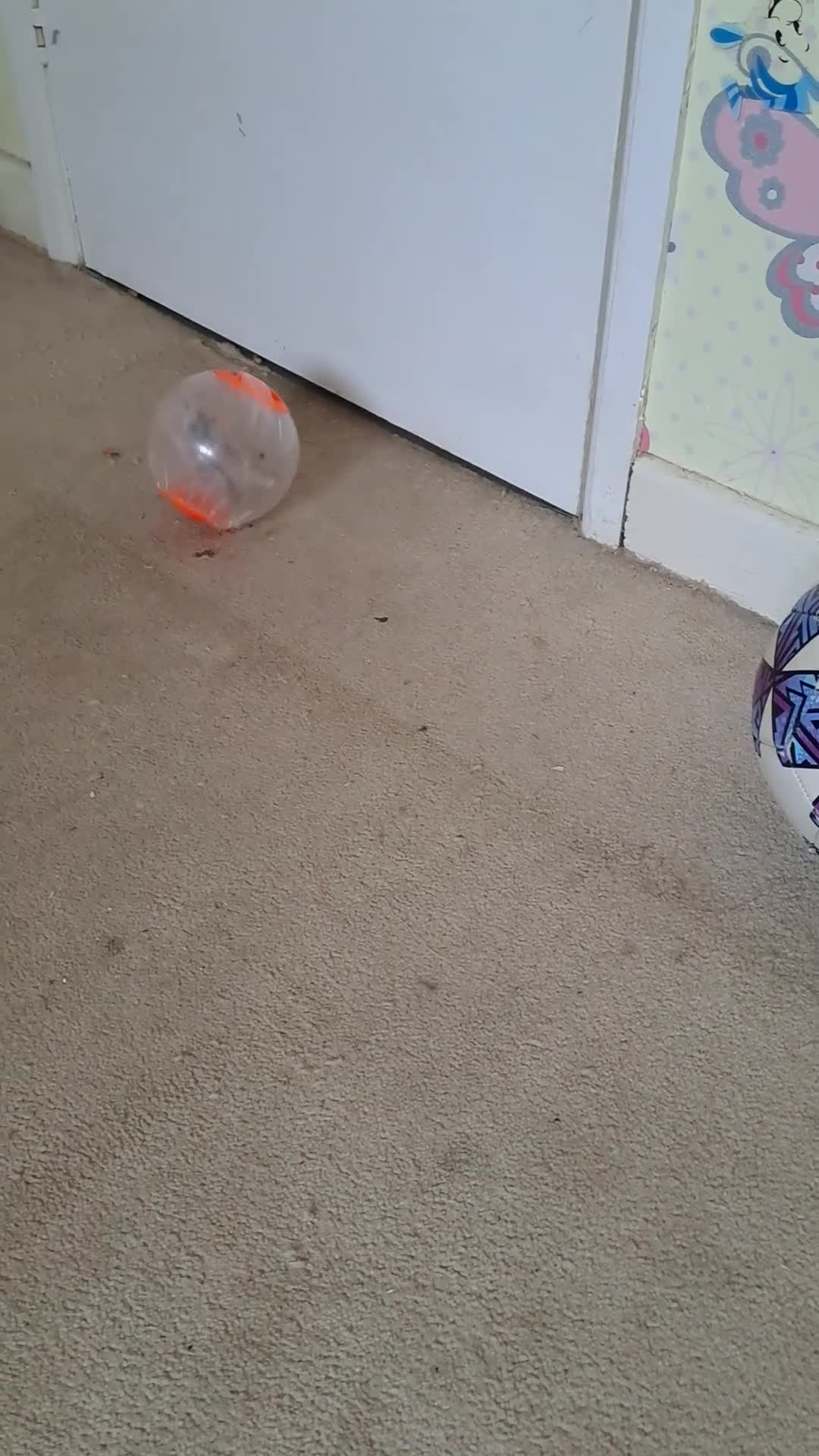 Hamster rodents for sale: Male hamster  - Video 2